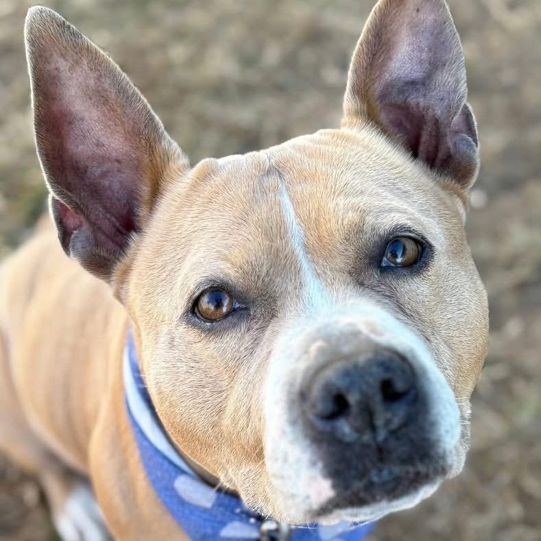 Enlarge Tory, a Adoptable Pit Bull Terrier in Sand Springs, OK image 1/6