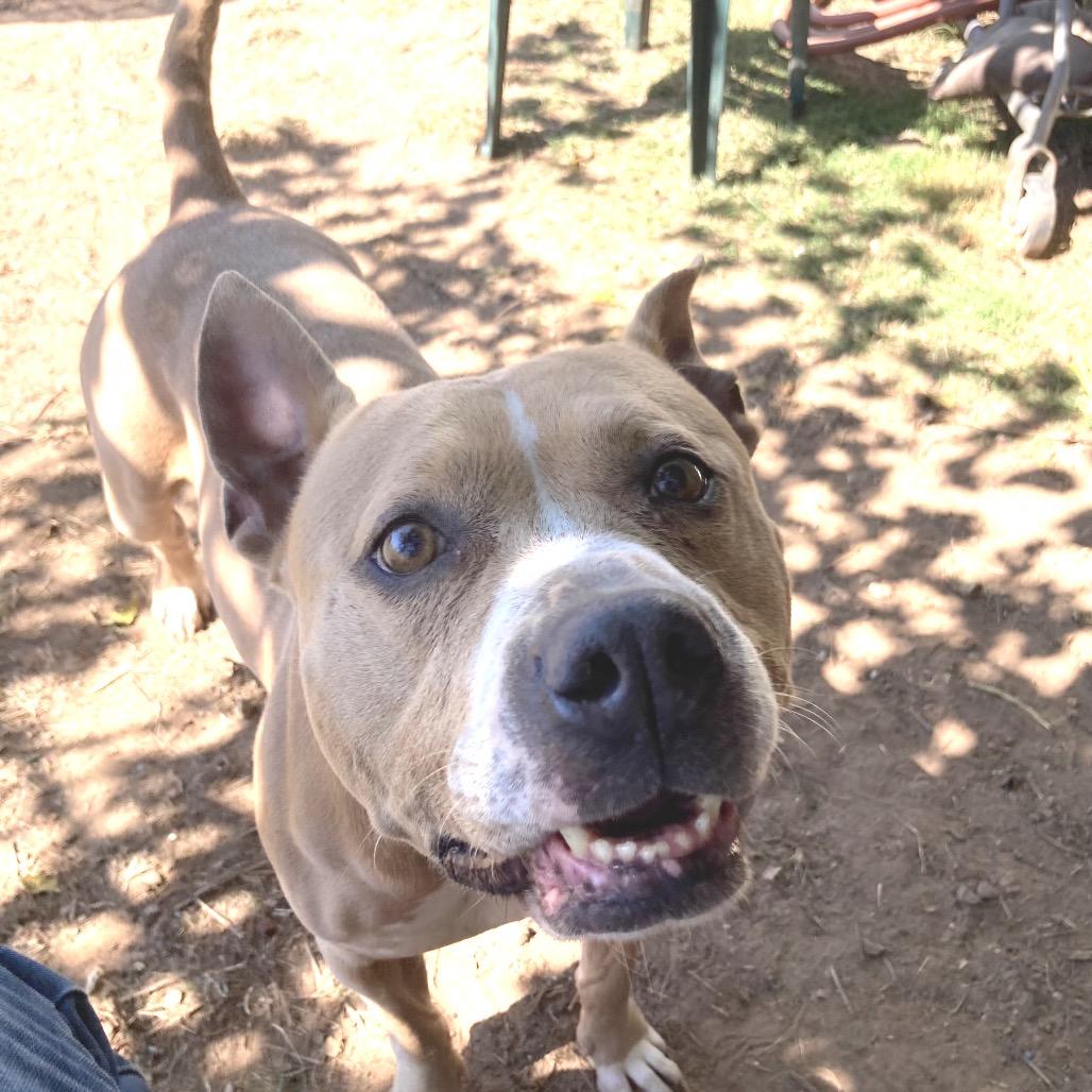 Tory, Adoptable, Adult Female Pit Bull Terrier.