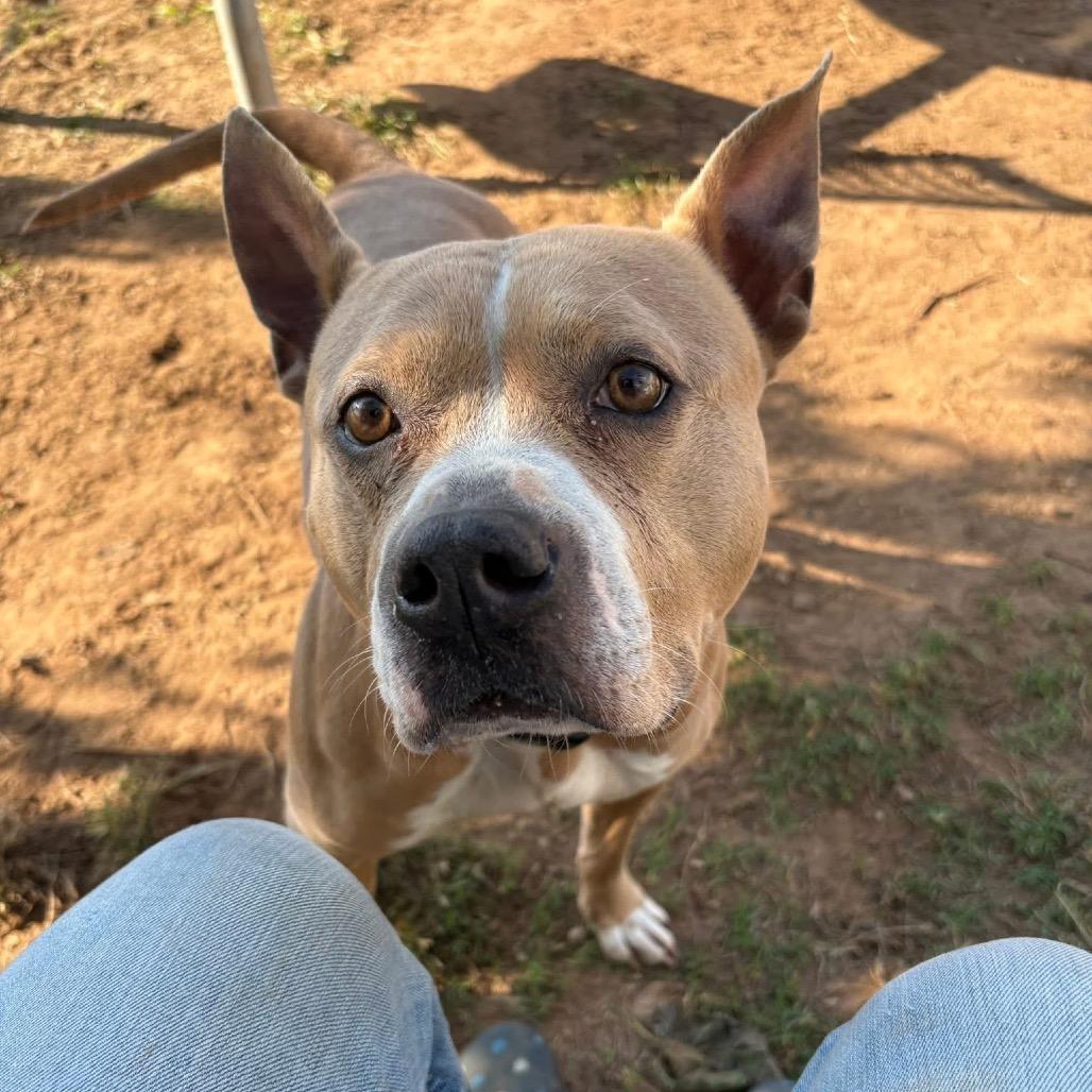 Tory, a Adoptable Pit Bull Terrier in Sand Springs, OK image 2/6