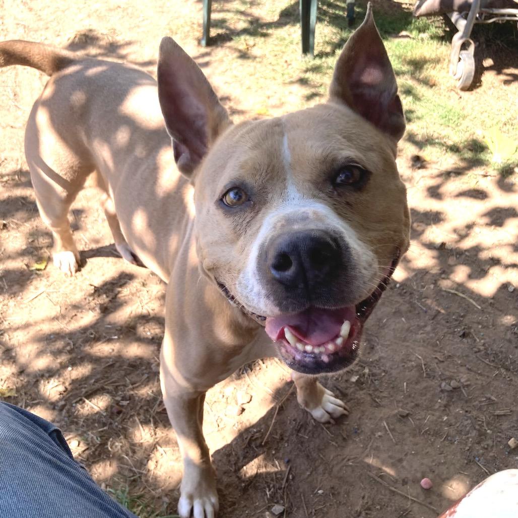 Tory, a Adoptable Pit Bull Terrier in Sand Springs, OK image 3/6