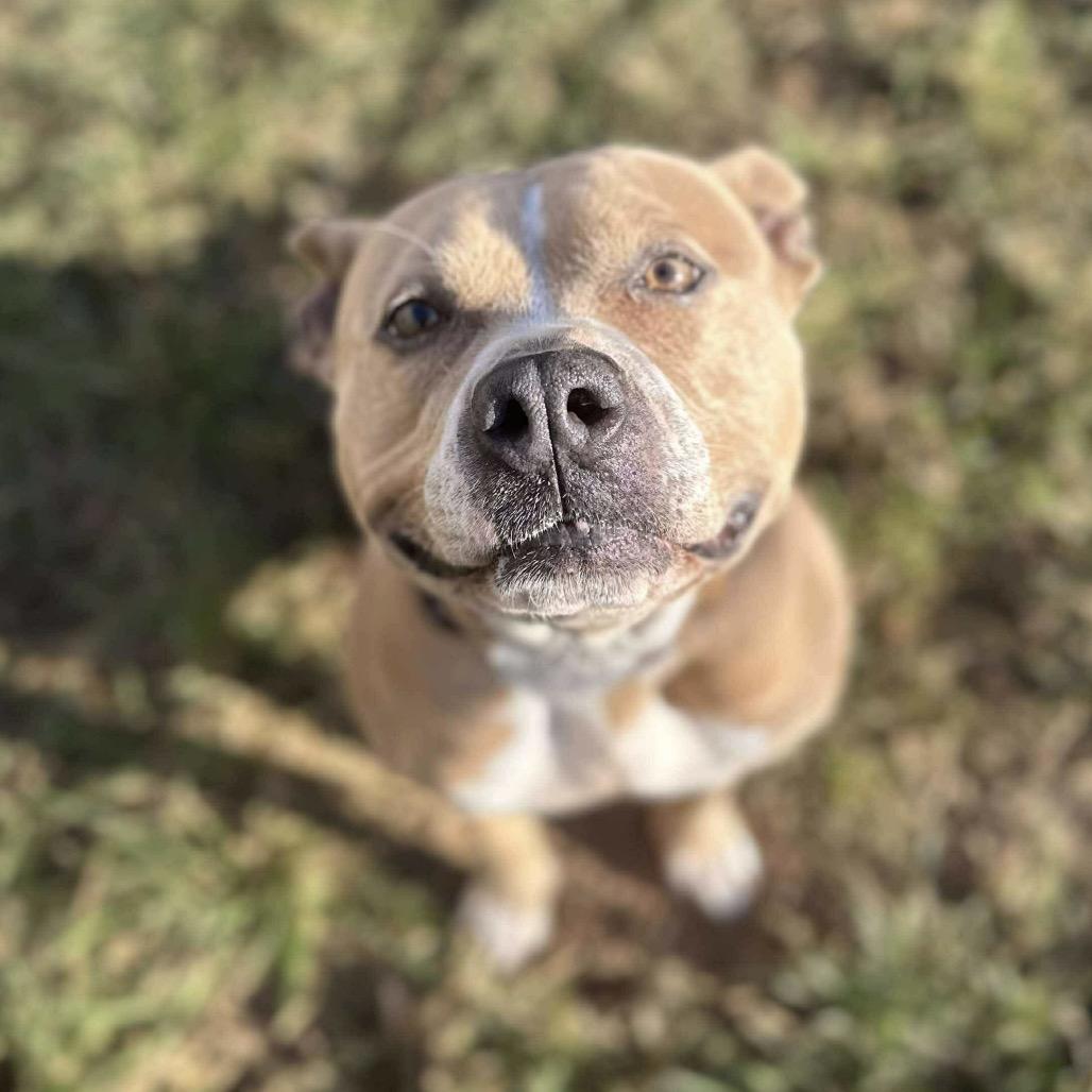 Tory, a Adoptable Pit Bull Terrier in Sand Springs, OK image 4/6