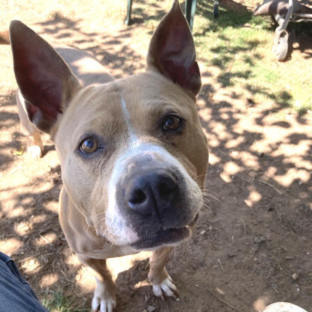 Tory, a Adoptable Pit Bull Terrier in Sand Springs, OK image 5/6