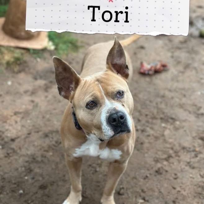 Tory, a Adoptable Pit Bull Terrier in Sand Springs, OK image 6/6