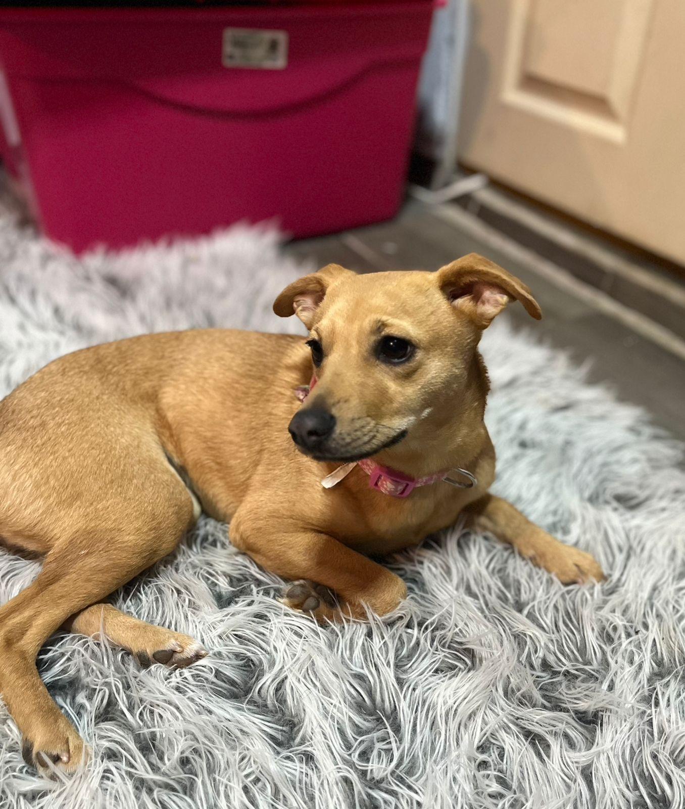 Enlarge Penny , a ADOPTABLE mixed breed in Poway, CA image 1/2