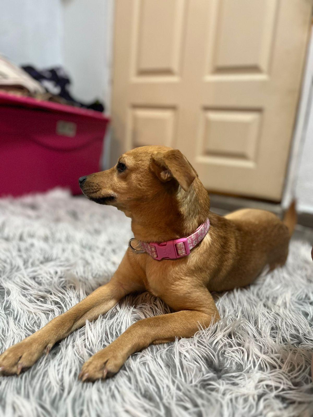 Enlarge Penny , a ADOPTABLE mixed breed in Poway, CA image 2/2