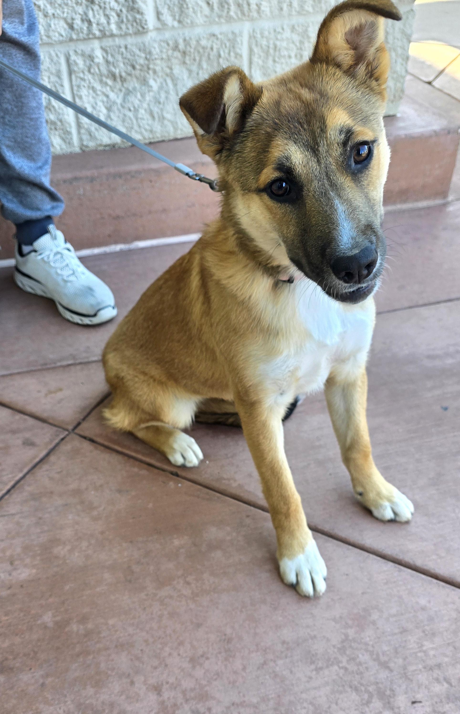 Enlarge Nala, a ADOPTABLE mixed breed in Tracy, CA image 6/6