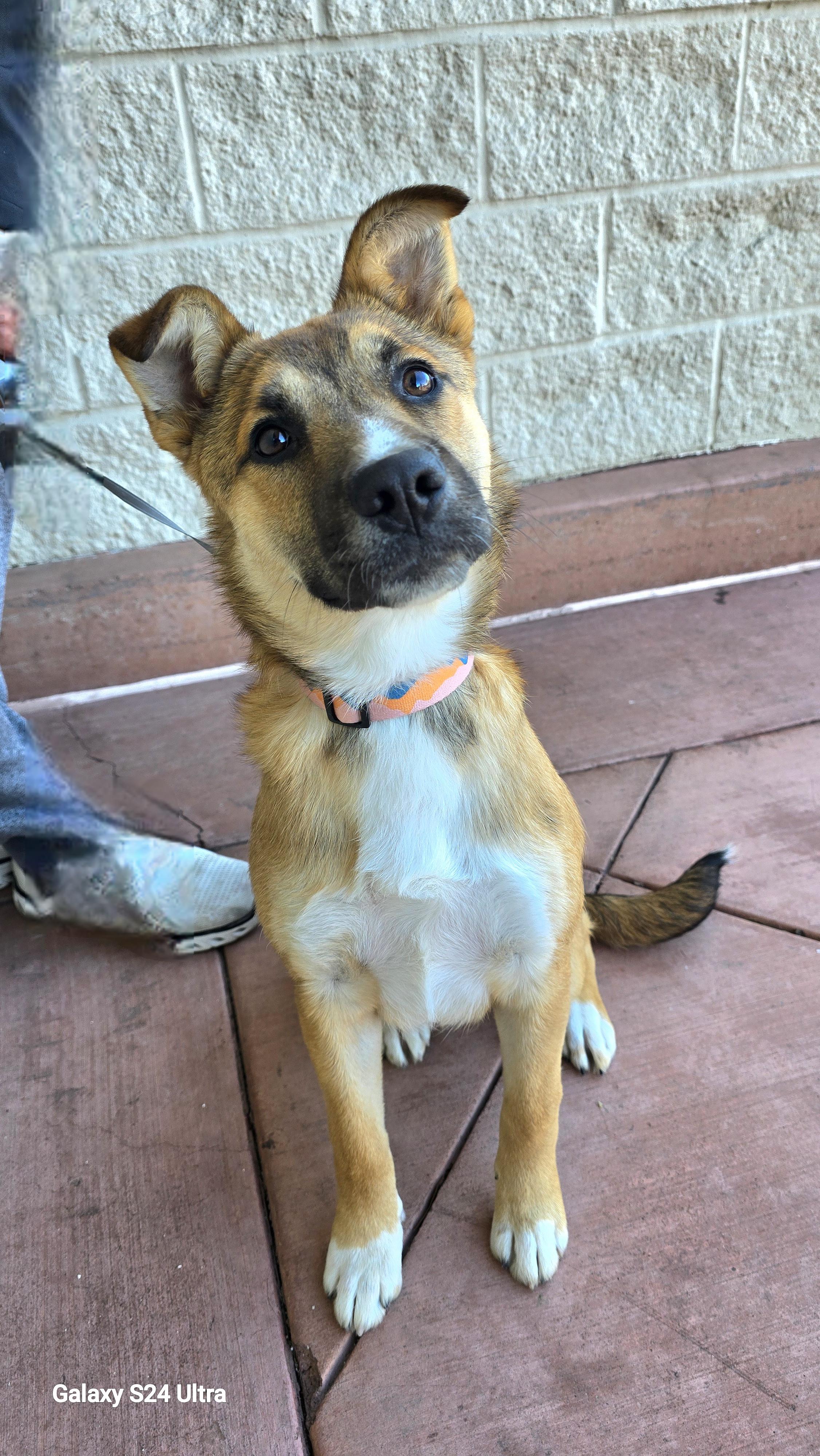 Enlarge Nala, a ADOPTABLE mixed breed in Tracy, CA image 1/6