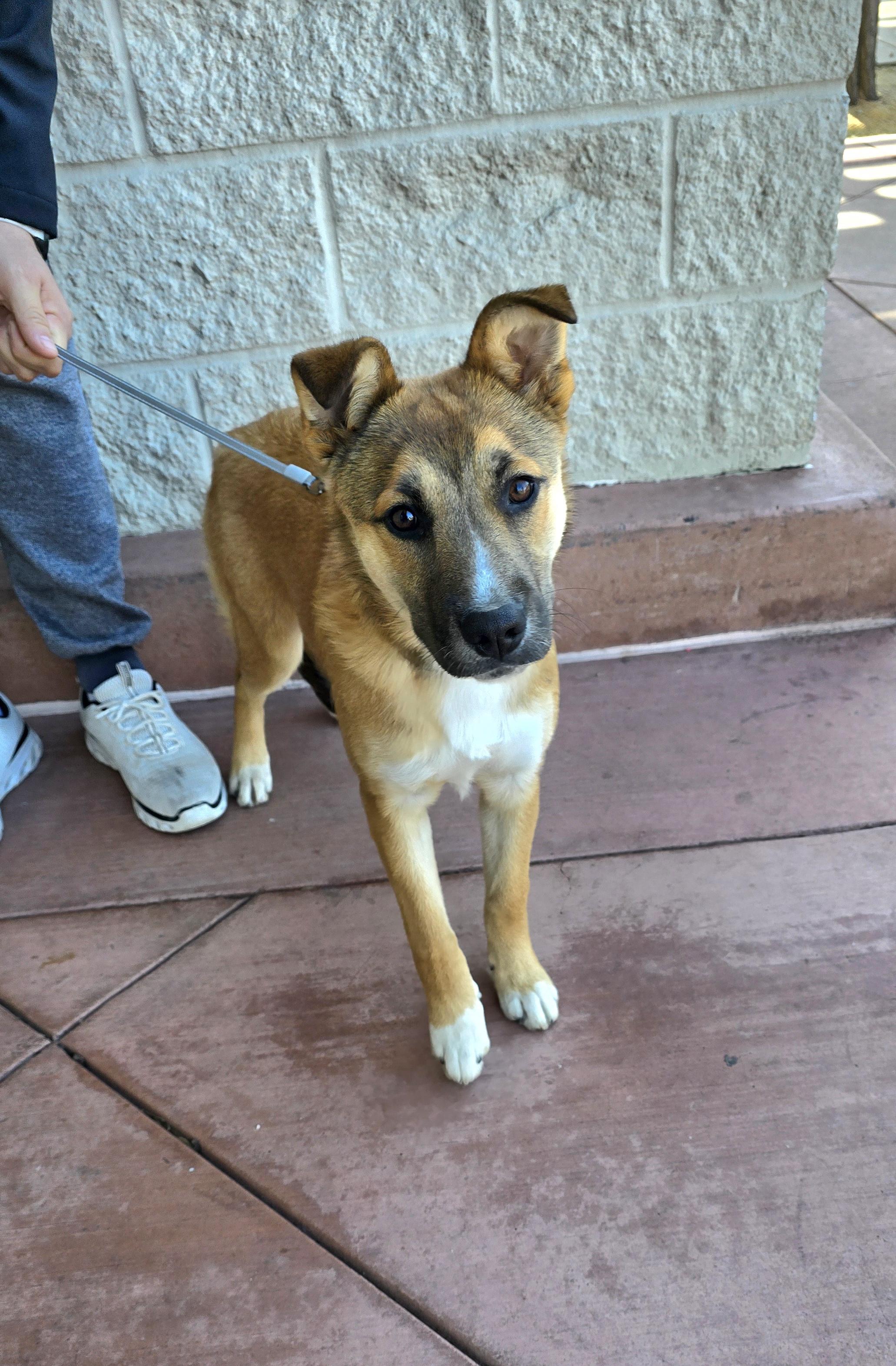 Enlarge Nala, a ADOPTABLE mixed breed in Tracy, CA image 2/6