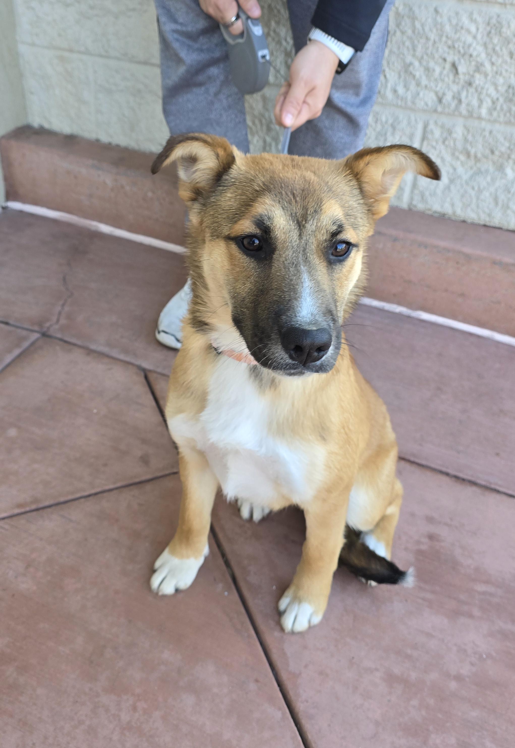Enlarge Nala, a ADOPTABLE mixed breed in Tracy, CA image 5/6