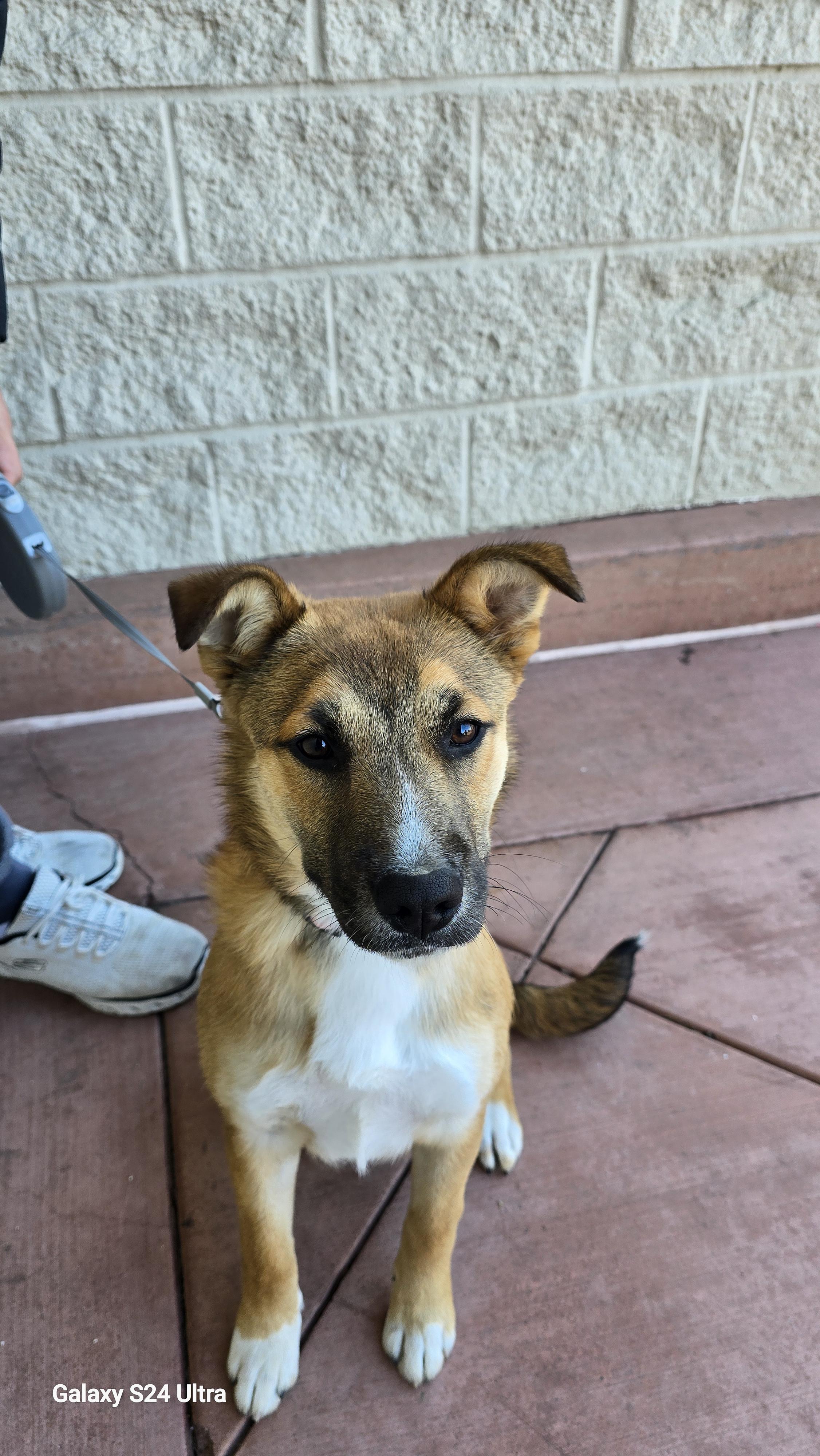 Enlarge Nala, a ADOPTABLE mixed breed in Tracy, CA image 4/6