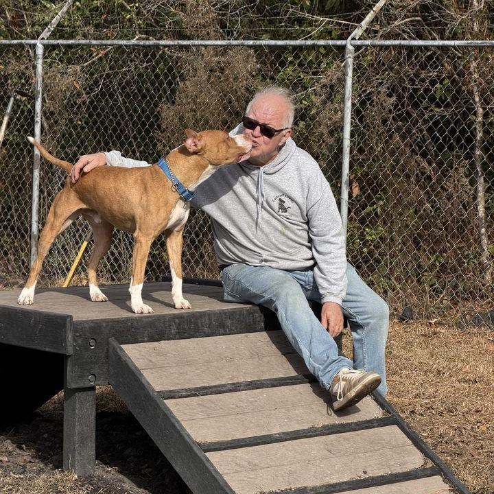 Staples, Adoptable, Adult Male Pit Bull Terrier.