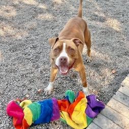 Enlarge Staples, a Adoptable mixed breed in Newport, NC image 3/6