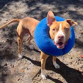 Enlarge Staples, a Adoptable mixed breed in Newport, NC image 4/6