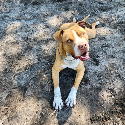 Enlarge Staples, a Adoptable mixed breed in Newport, NC image 5/6