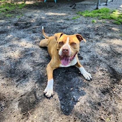 Enlarge Staples, a Adoptable mixed breed in Newport, NC image 6/6
