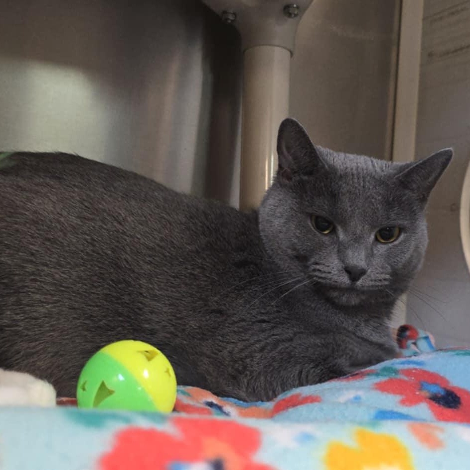 Daisy, a Adoptable Domestic Short Hair in Orange, VA image 1/2