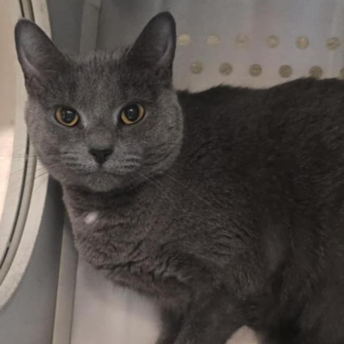 Daisy, a Adoptable Domestic Short Hair in Orange, VA image 2/2