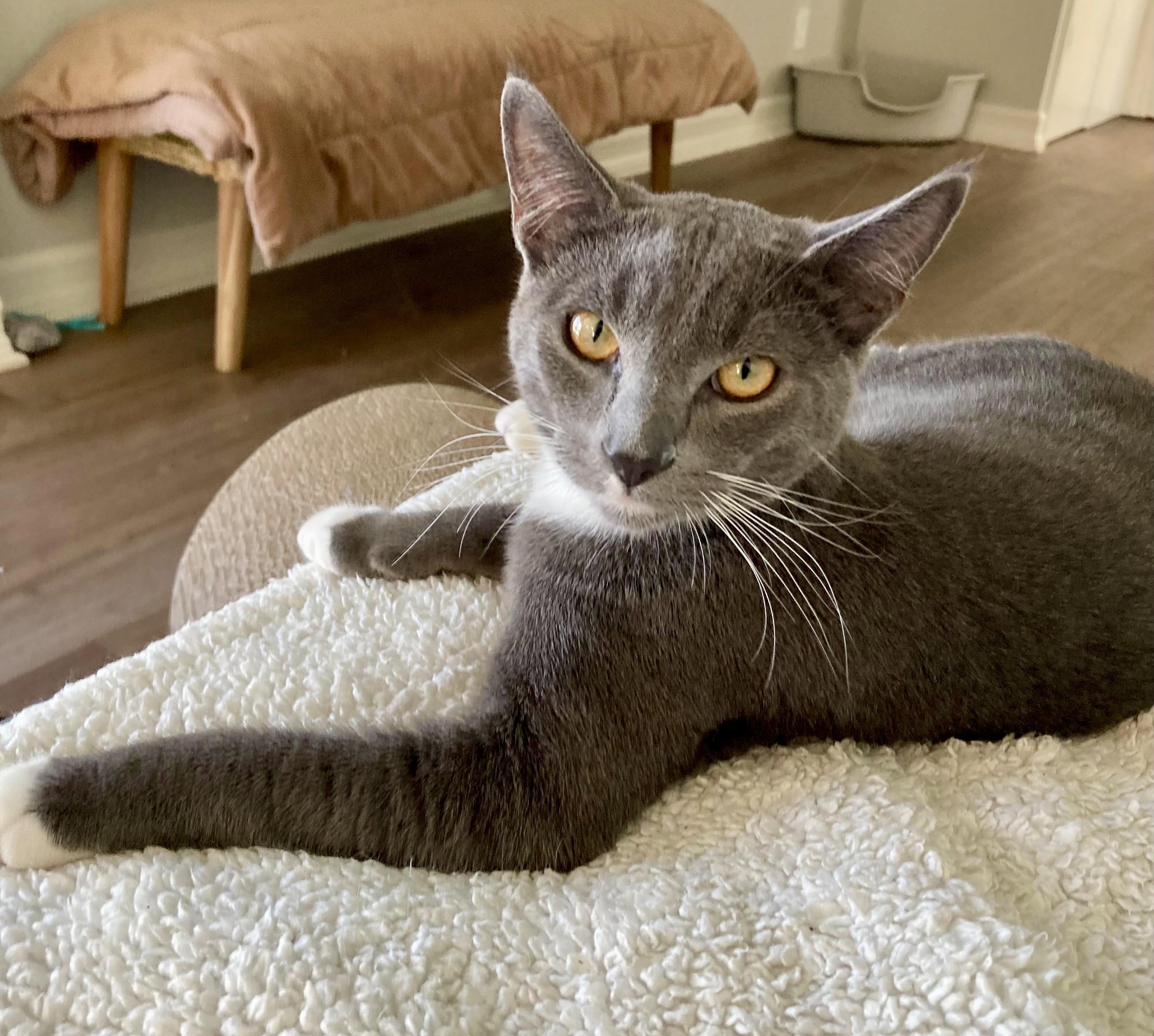 Socks, Adoptable, Adult Male Tuxedo.