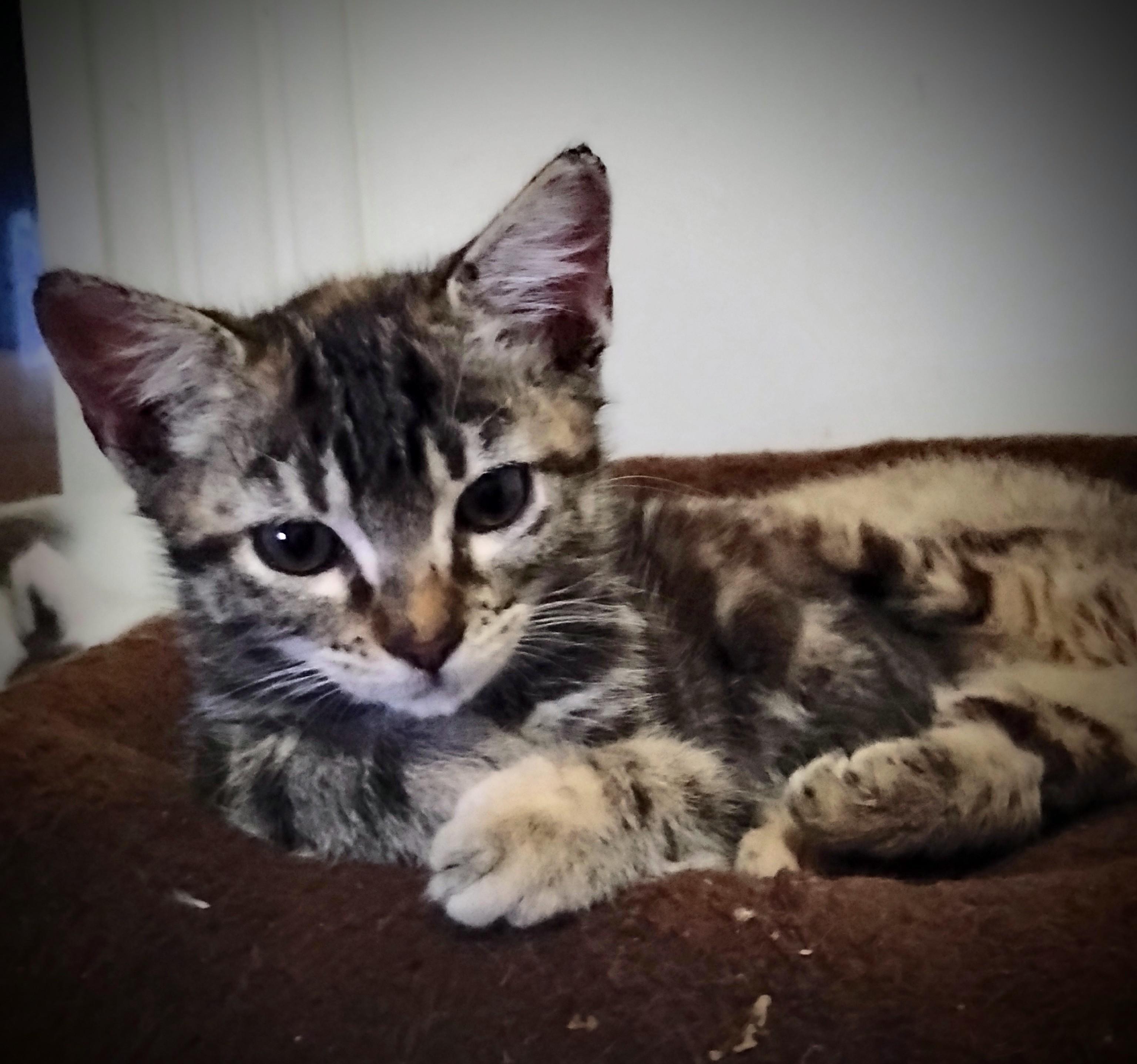 Enlarge Emily, a Adoptable Domestic Short Hair in Woodland, CA image 2/5