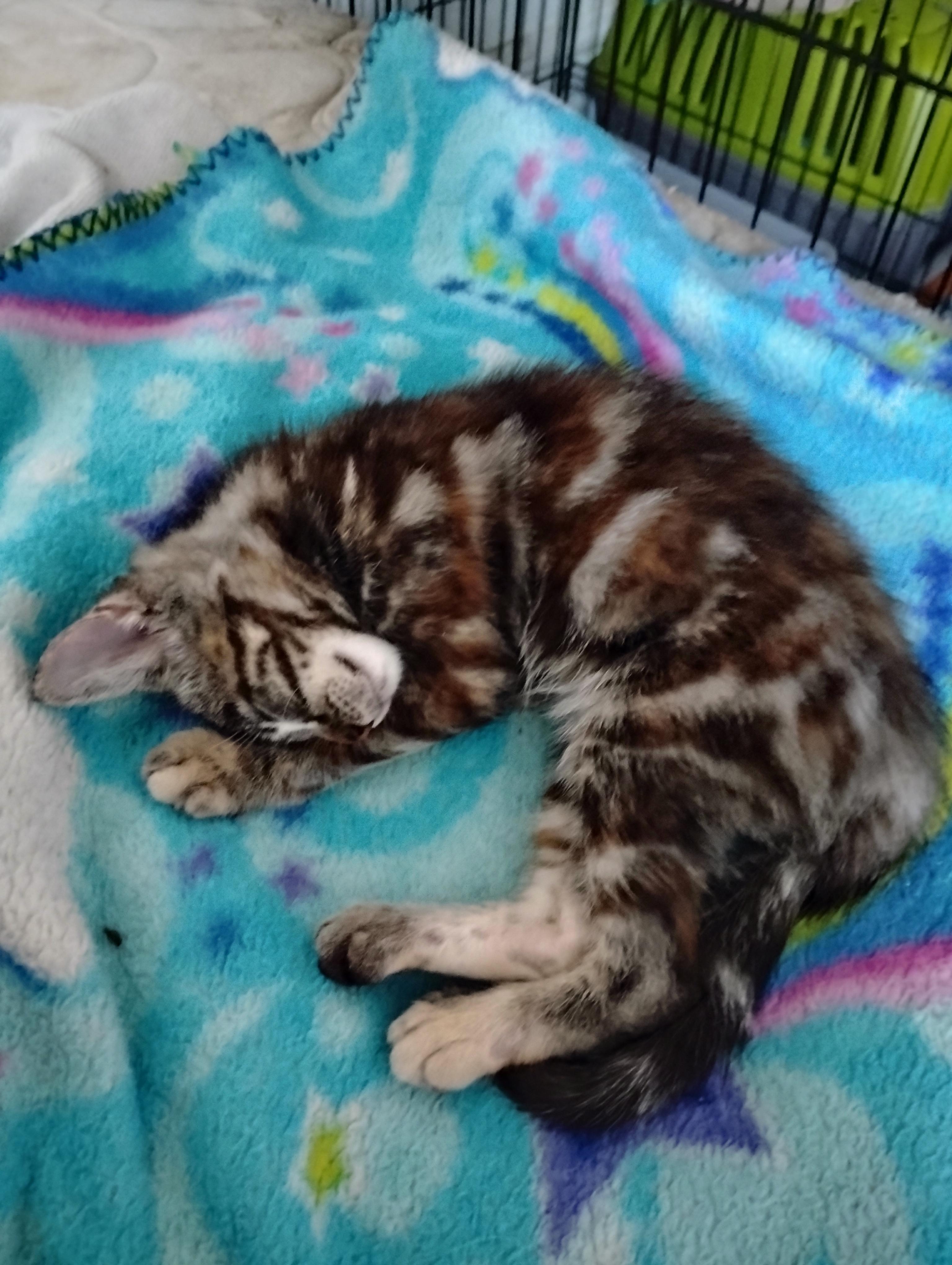 Enlarge Emily, a Adoptable Domestic Short Hair in Woodland, CA image 3/5