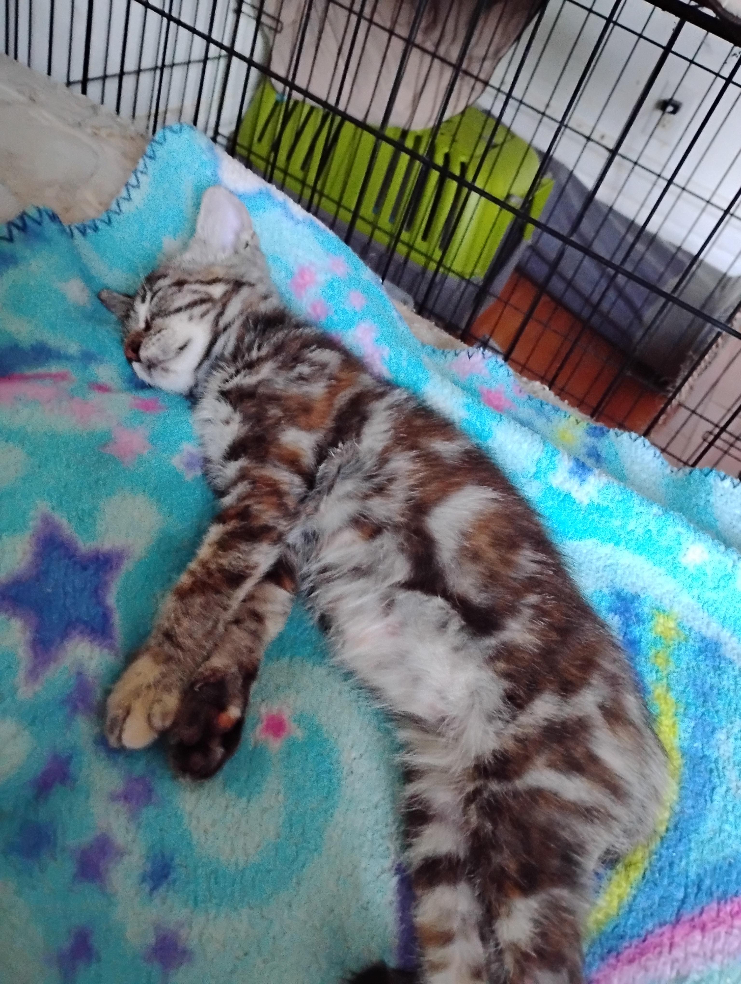 Enlarge Emily, a Adoptable Domestic Short Hair in Woodland, CA image 4/5