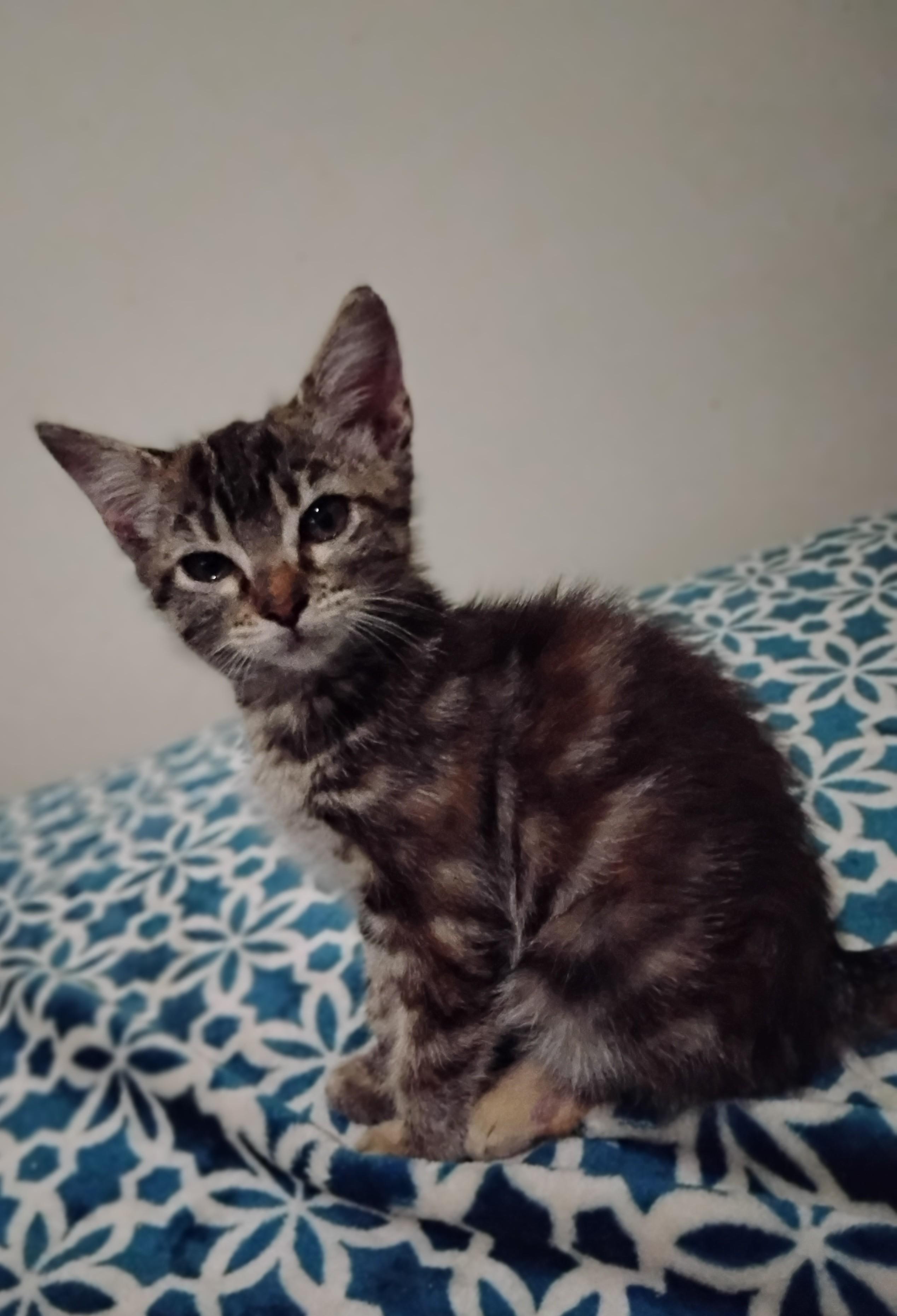 Emily, Adoptable, Kitten Female Domestic Short Hair.