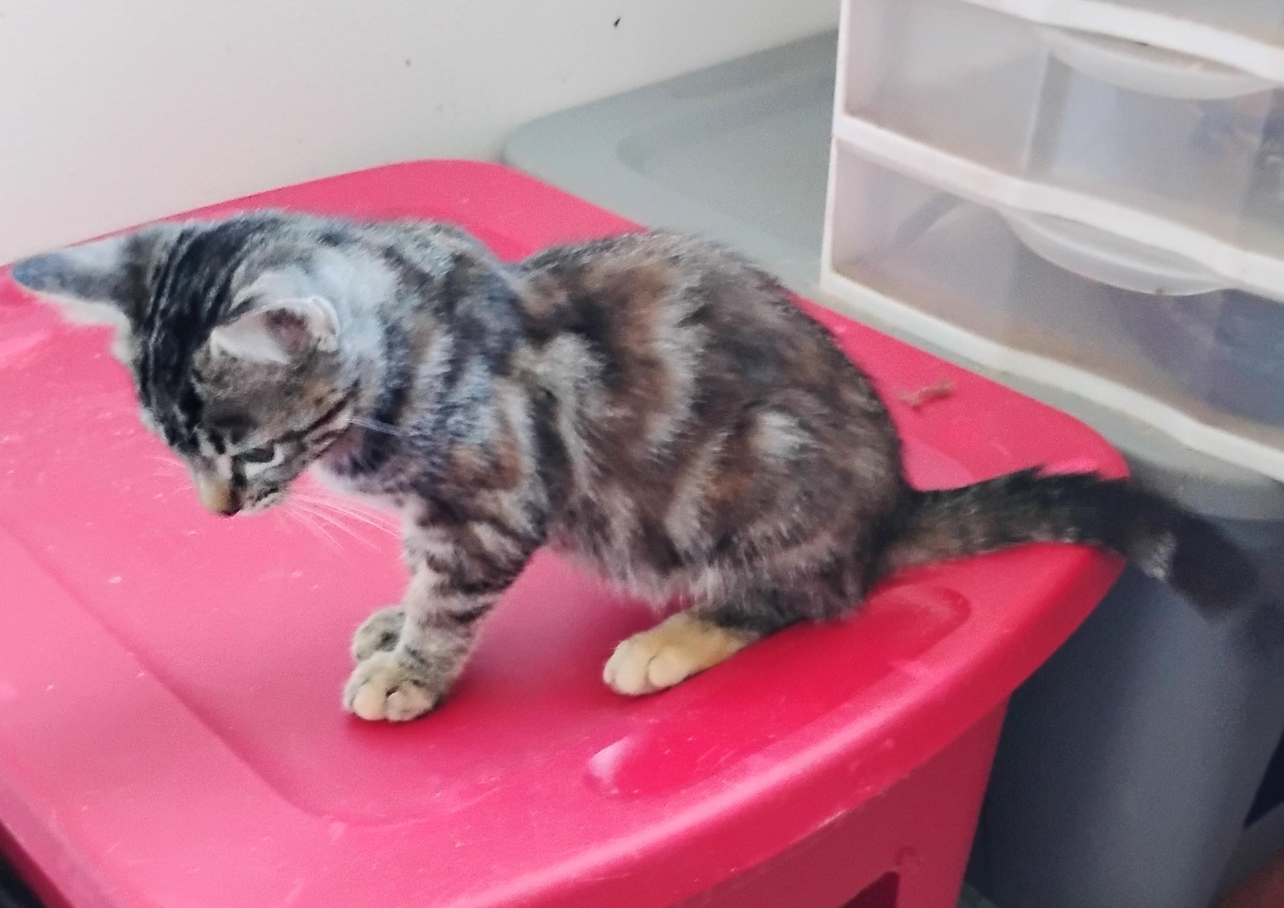 Enlarge Emily, a Adoptable Domestic Short Hair in Woodland, CA image 5/5