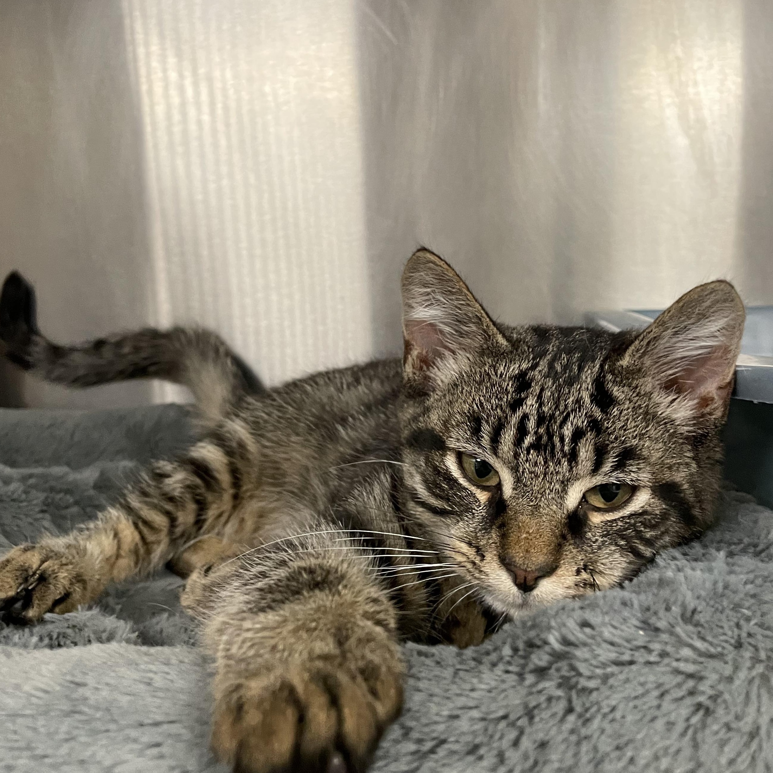 Buddy, an adopted Tabby in North Kingstown, RI image 4/6