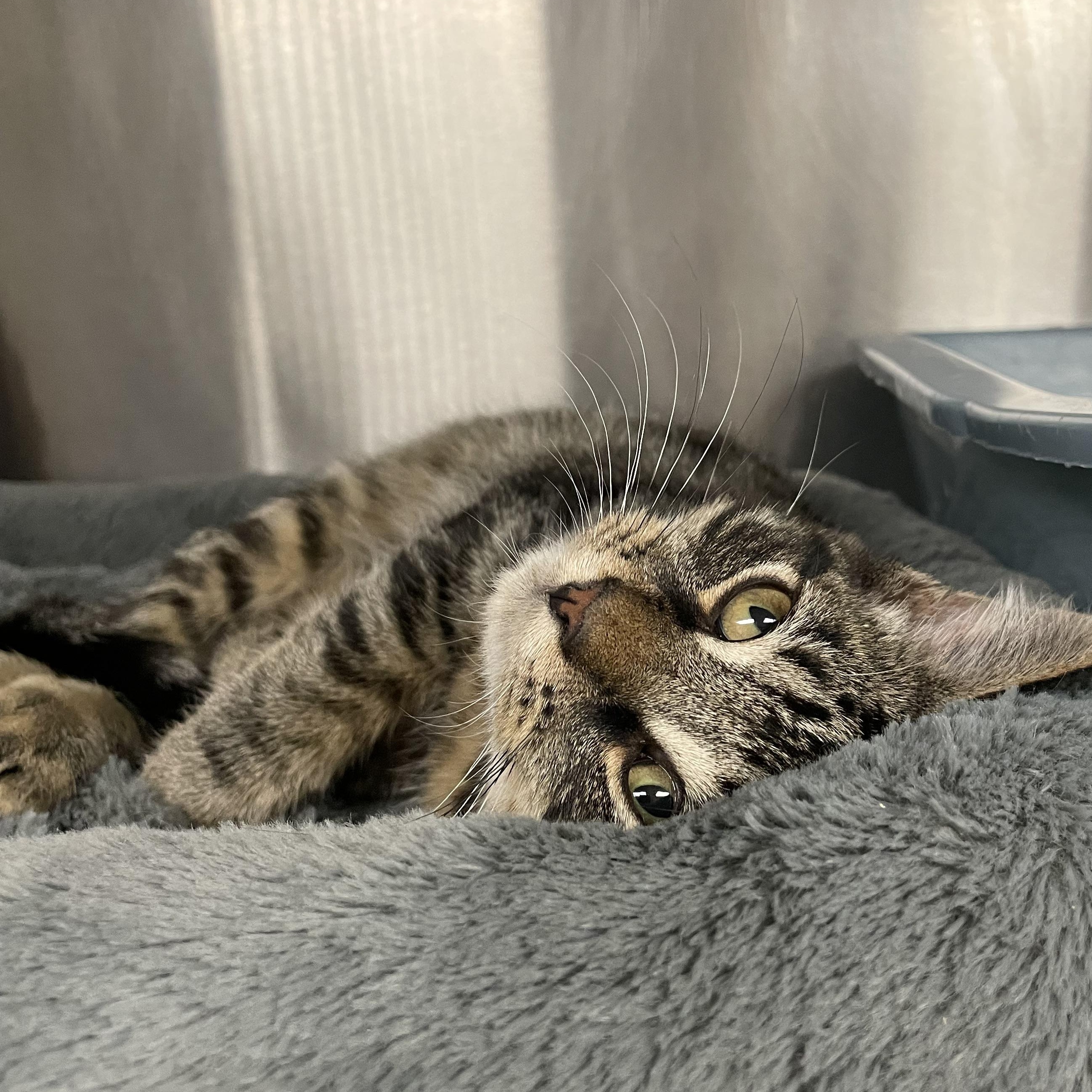 Buddy, adopted, Kitten Male Tabby.