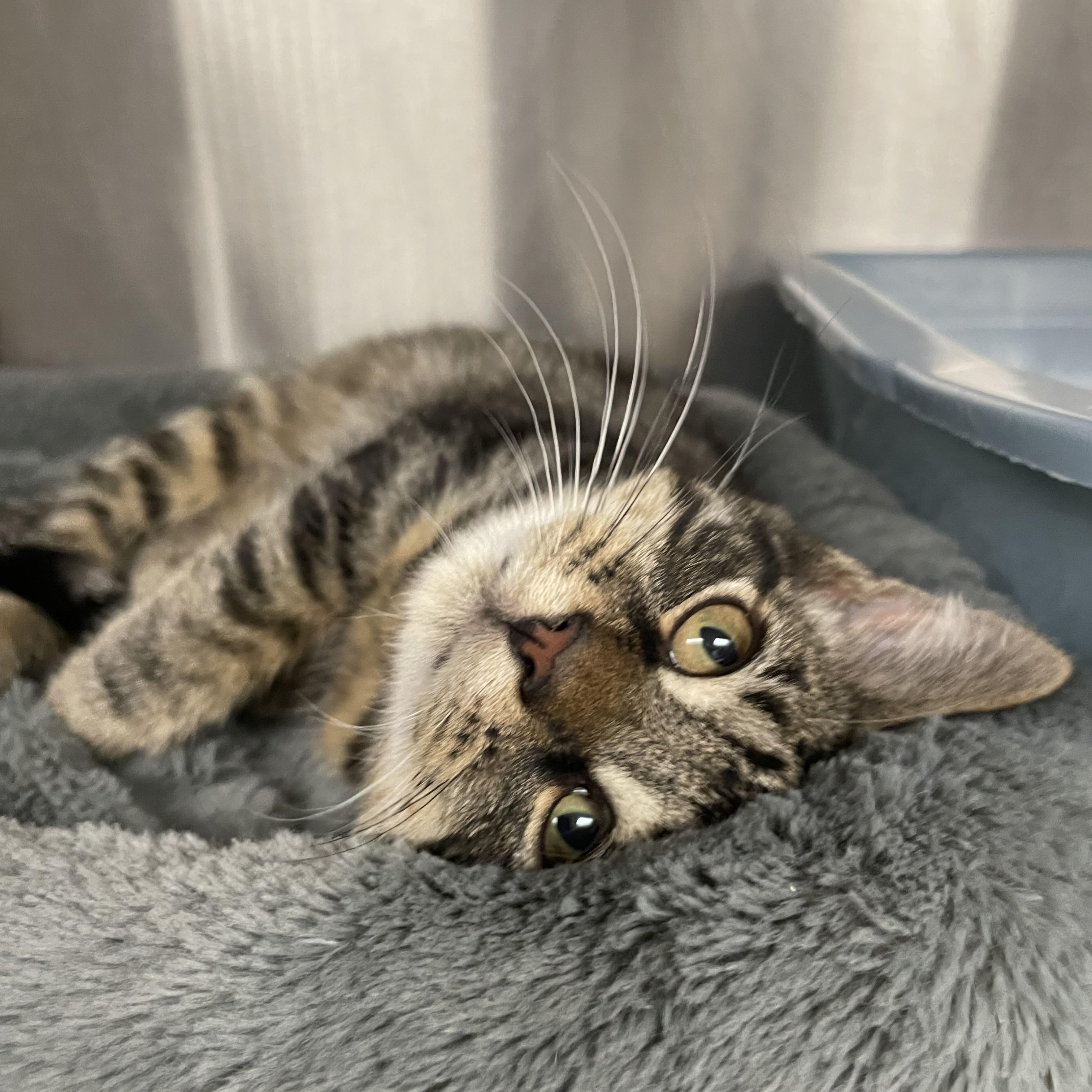 Buddy, an adopted Tabby in North Kingstown, RI image 6/6