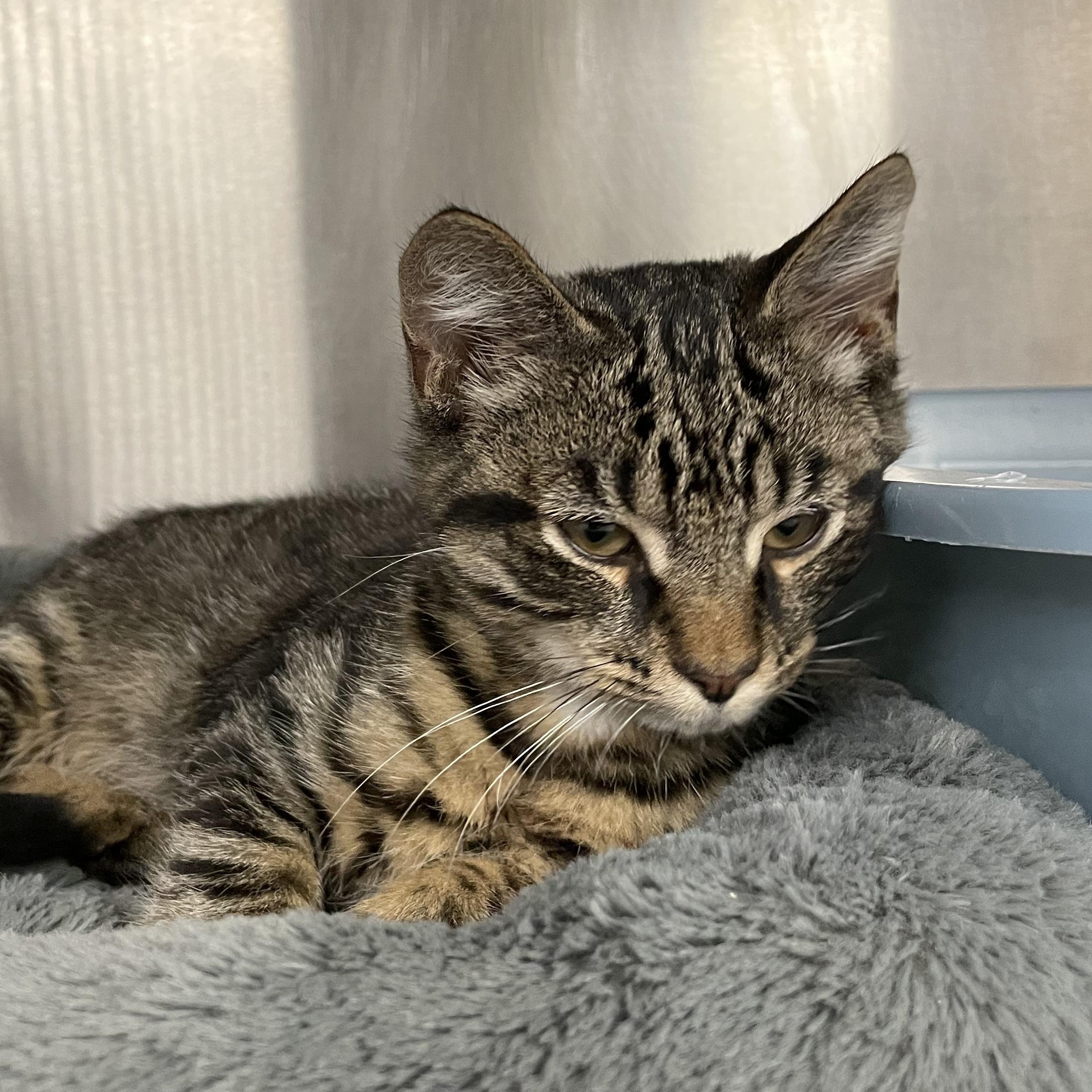 Buddy, an adopted Tabby in North Kingstown, RI image 3/6