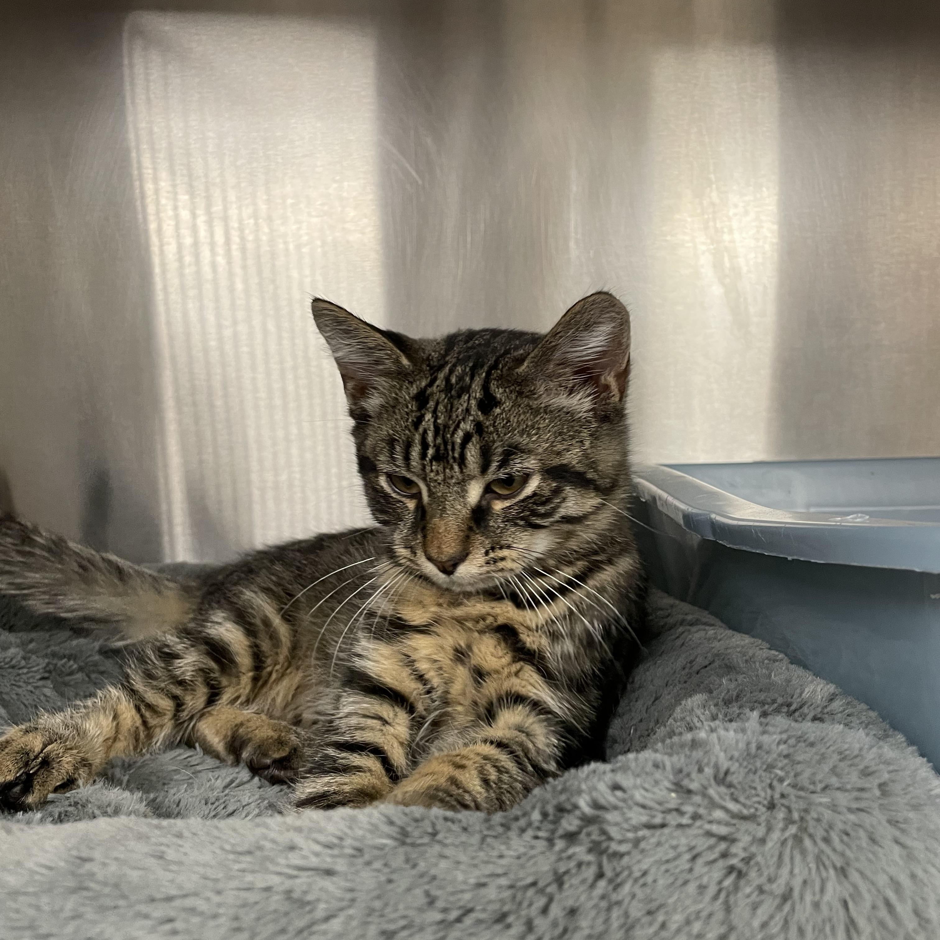 Buddy, an adopted Tabby in North Kingstown, RI image 5/6