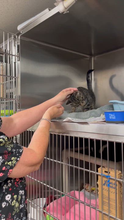Enlarge Buddy, an adopted Tabby in North Kingstown, RI video 2/6