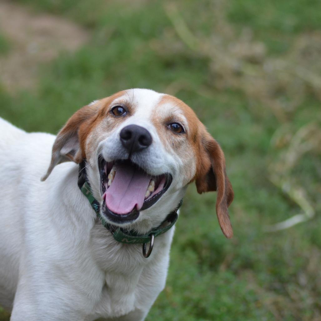 Rooster, Adoptable, Adult Male Hound.