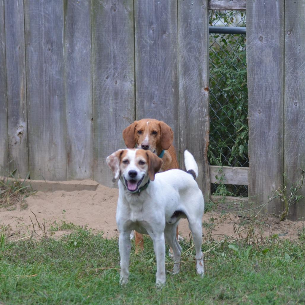 Enlarge Rooster, a Adoptable Hound in Glenfield, NY image 2/6