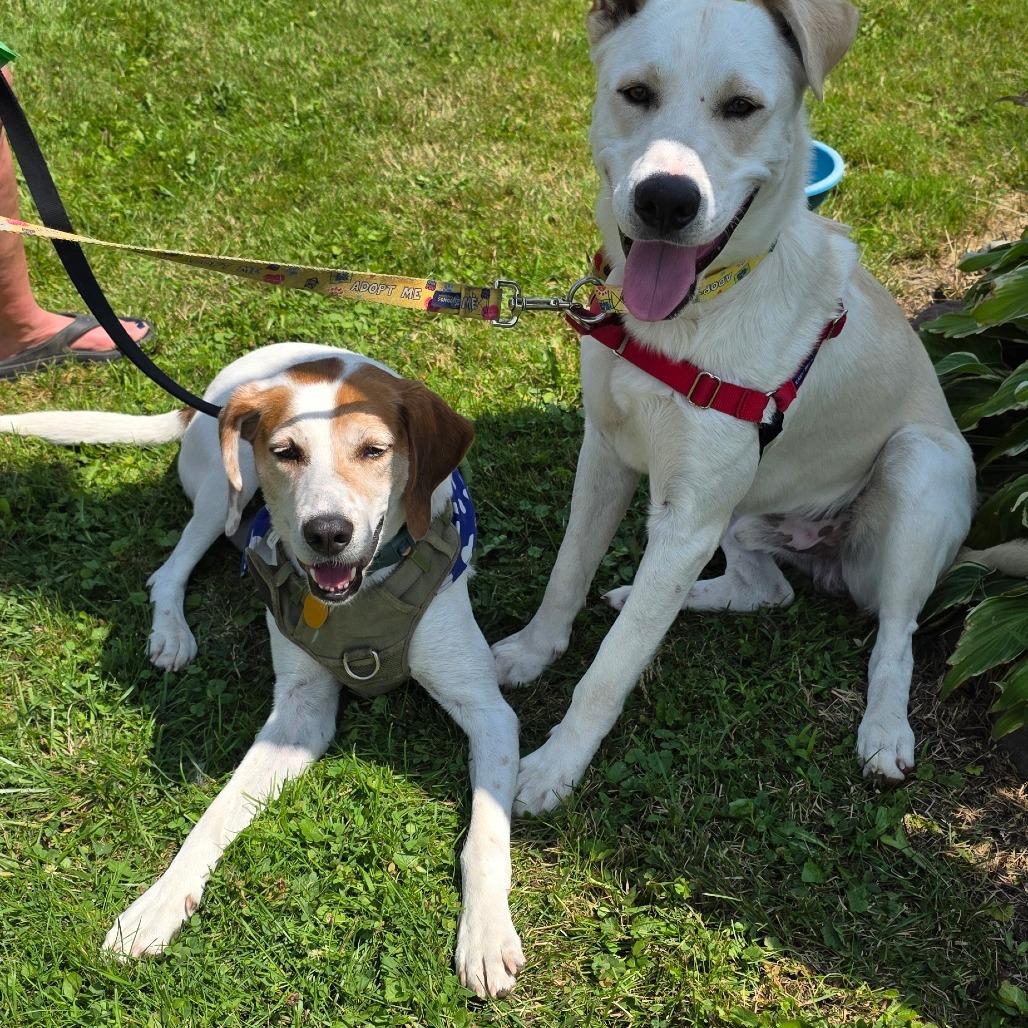 Enlarge Rooster, a Adoptable Hound in Glenfield, NY image 3/6