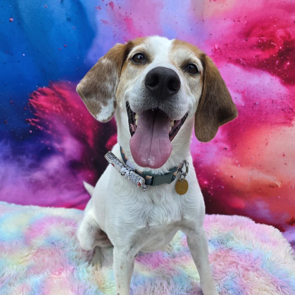 Enlarge Rooster, a Adoptable Hound in Glenfield, NY image 4/6