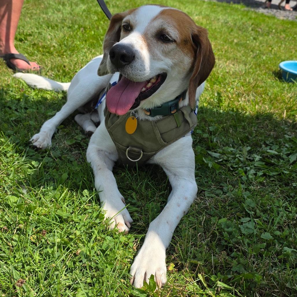Enlarge Rooster, a Adoptable Hound in Glenfield, NY image 5/6