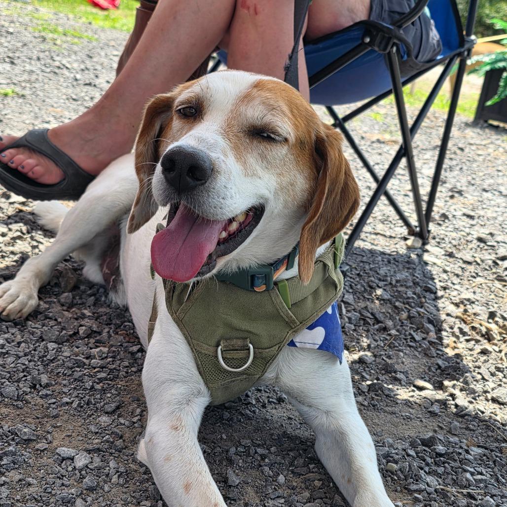 Enlarge Rooster, a Adoptable Hound in Glenfield, NY image 6/6