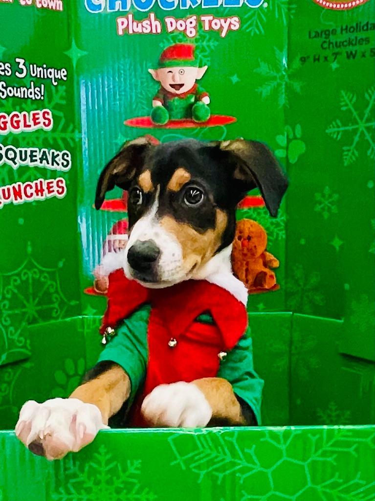 Enlarge Cozy, a Adopted Hound in Leander, TX image 1/4