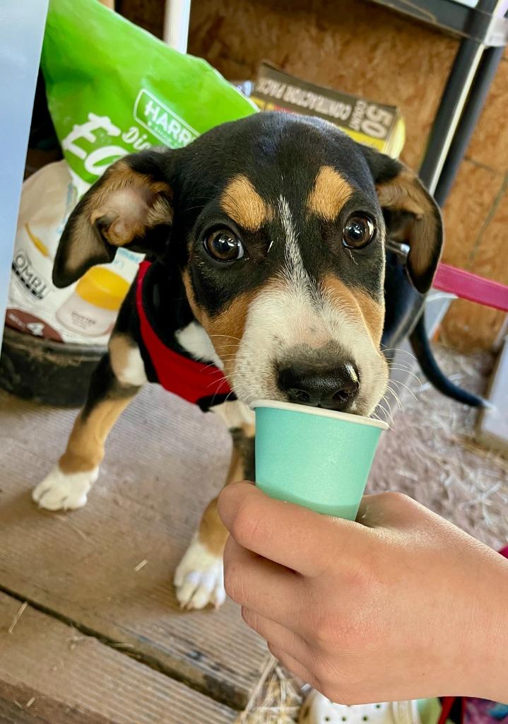 Enlarge Cozy, a Adopted Hound in Leander, TX image 2/4