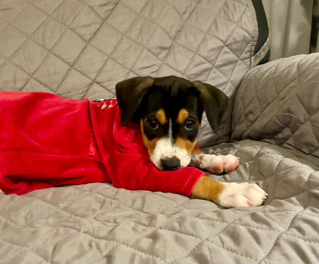 Enlarge Cozy, a Adopted Hound in Leander, TX image 4/4