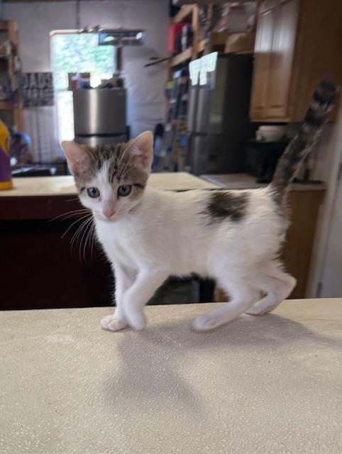 Trix, an adoptable Domestic Short Hair in Sedalia, CO, 80135 | Photo Image 2