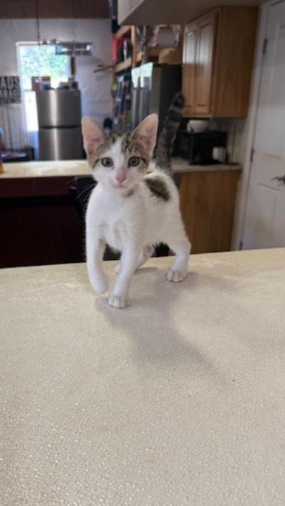 Trix, an adoptable Domestic Short Hair in Sedalia, CO, 80135 | Photo Image 1