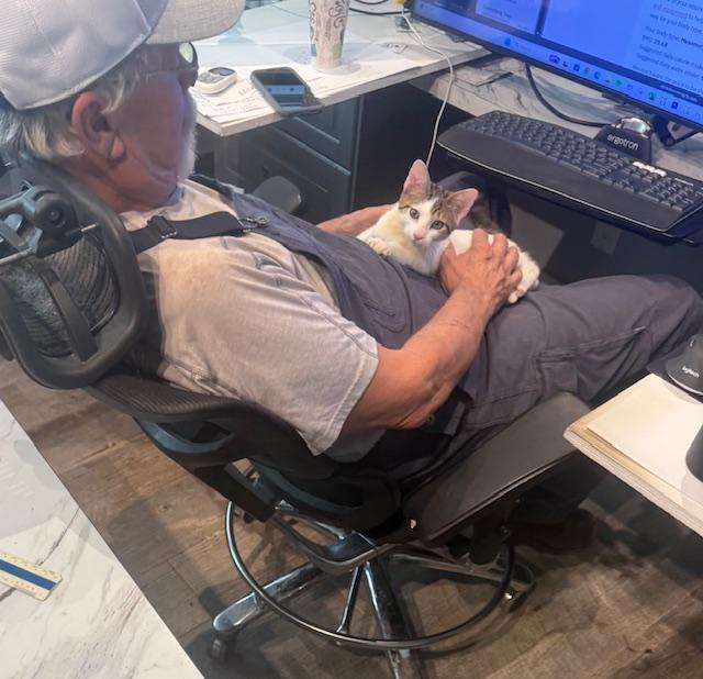 Trix, an adoptable Domestic Short Hair in Sedalia, CO, 80135 | Photo Image 3