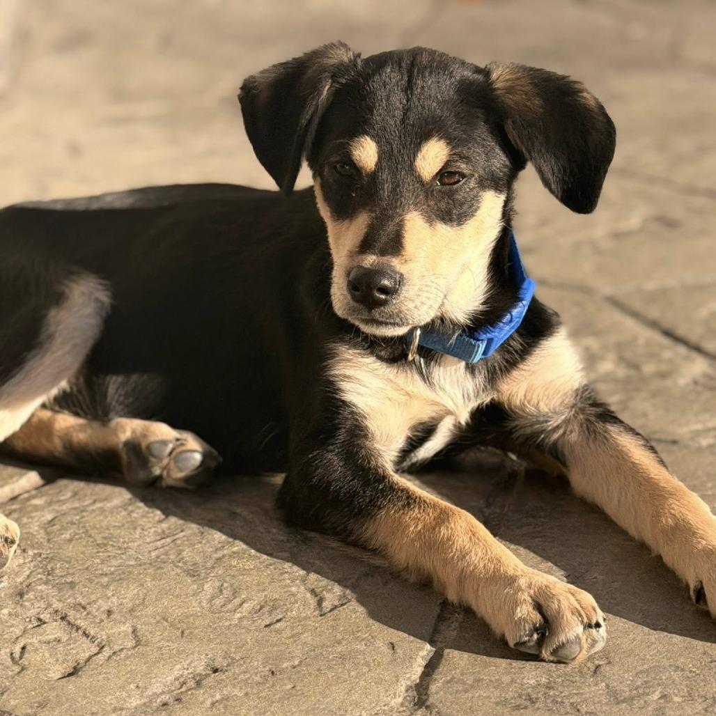 Yam, Adoptable, Puppy Male Husky & Mixed Breed.