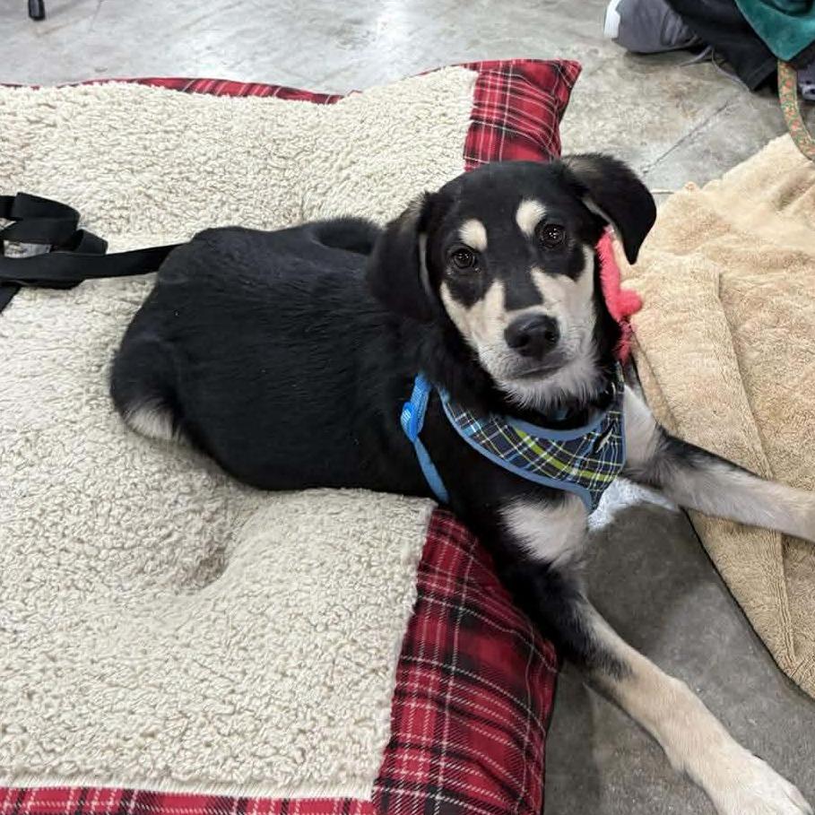 Yam, a Adoptable mixed breed in Joliet, IL image 2/6