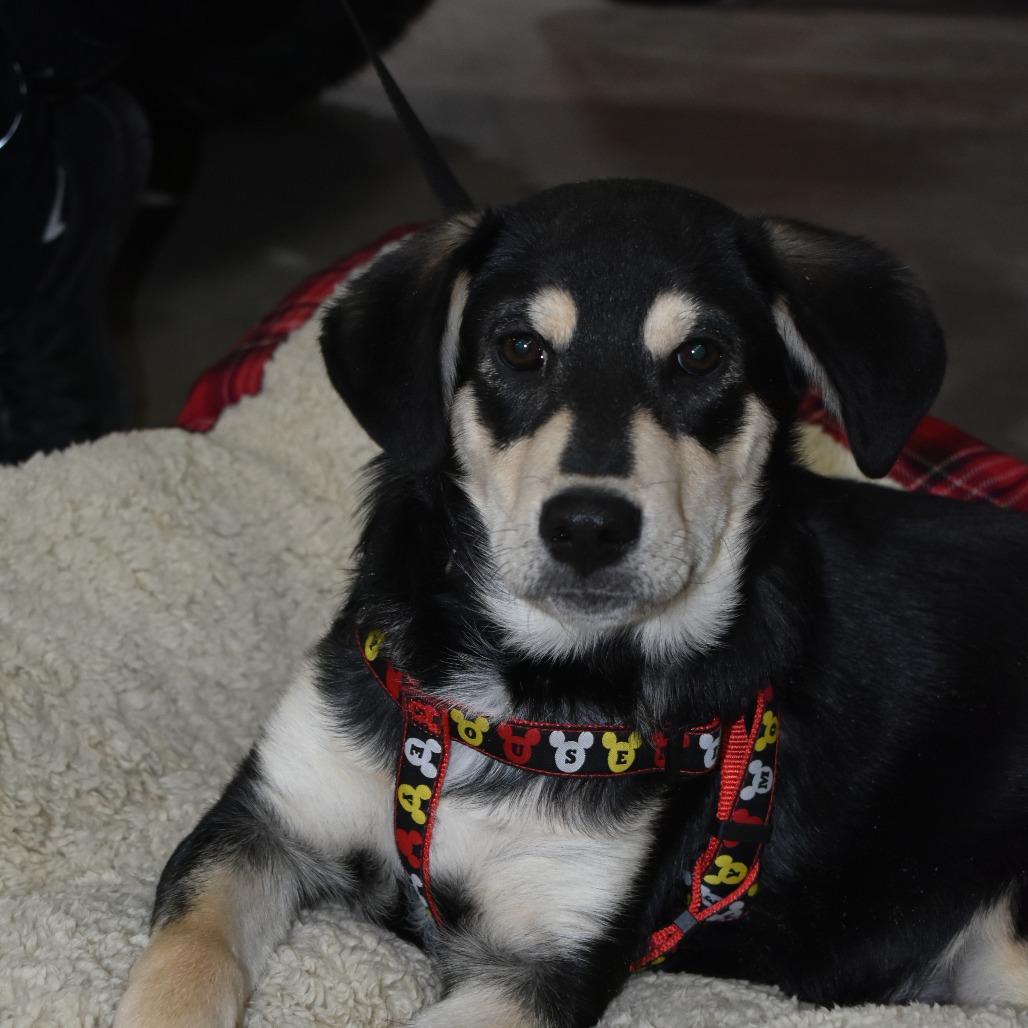 Yam, a Adoptable mixed breed in Joliet, IL image 3/6