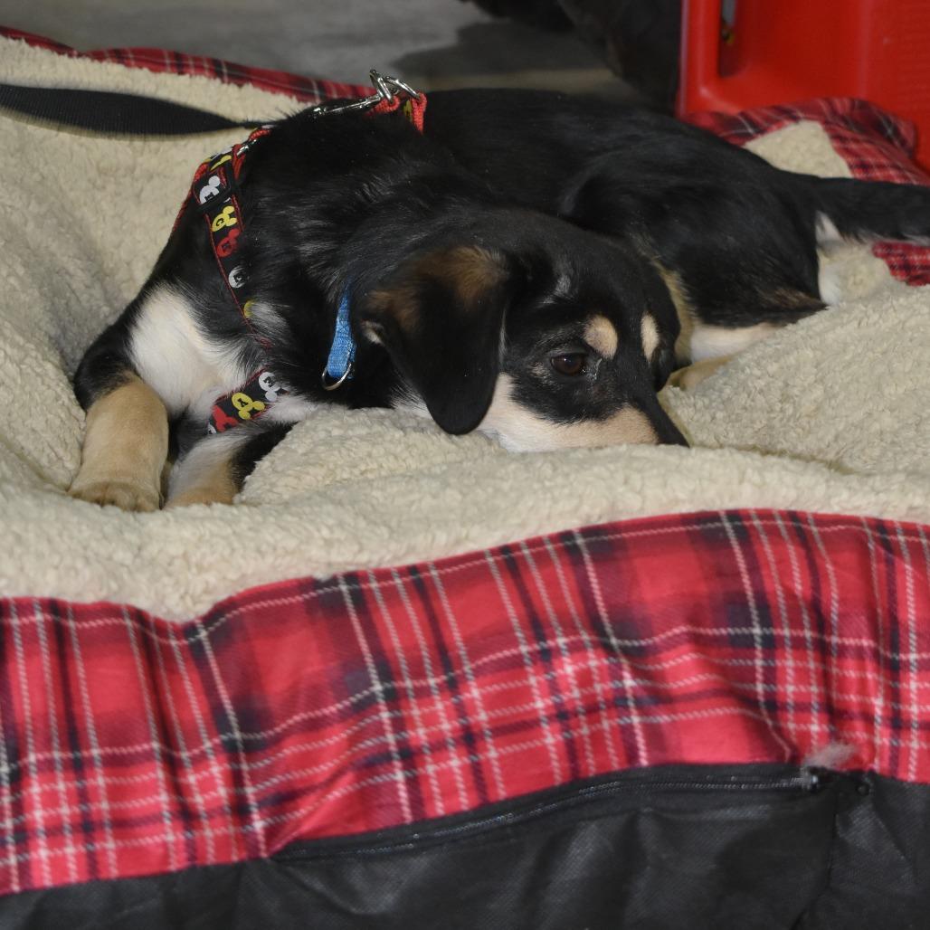 Yam, a Adoptable mixed breed in Joliet, IL image 4/6