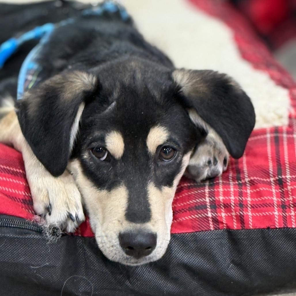 Yam, a Adoptable mixed breed in Joliet, IL image 5/6